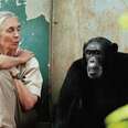 Jane Goodall On SeaWorld,
Twitter, And The Power Of Viral Animal Videos