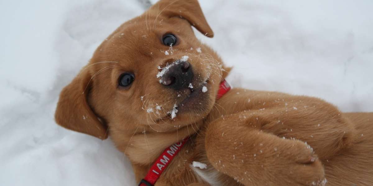 15 Puppies Seeing Snow For The First Time Will Warm Your Cold Winter Heart The Dodo