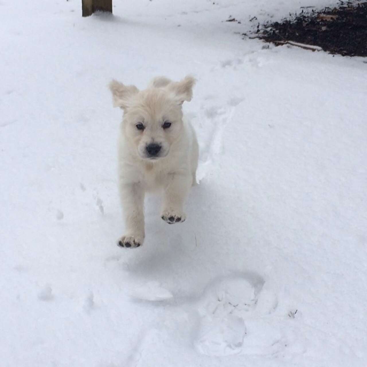 15 Puppies Seeing Snow For The First Time Will Warm Your Cold Winter ...