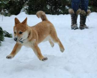 15 Puppies Seeing Snow For The First Time Will Warm Your Cold Winter Heart The Dodo