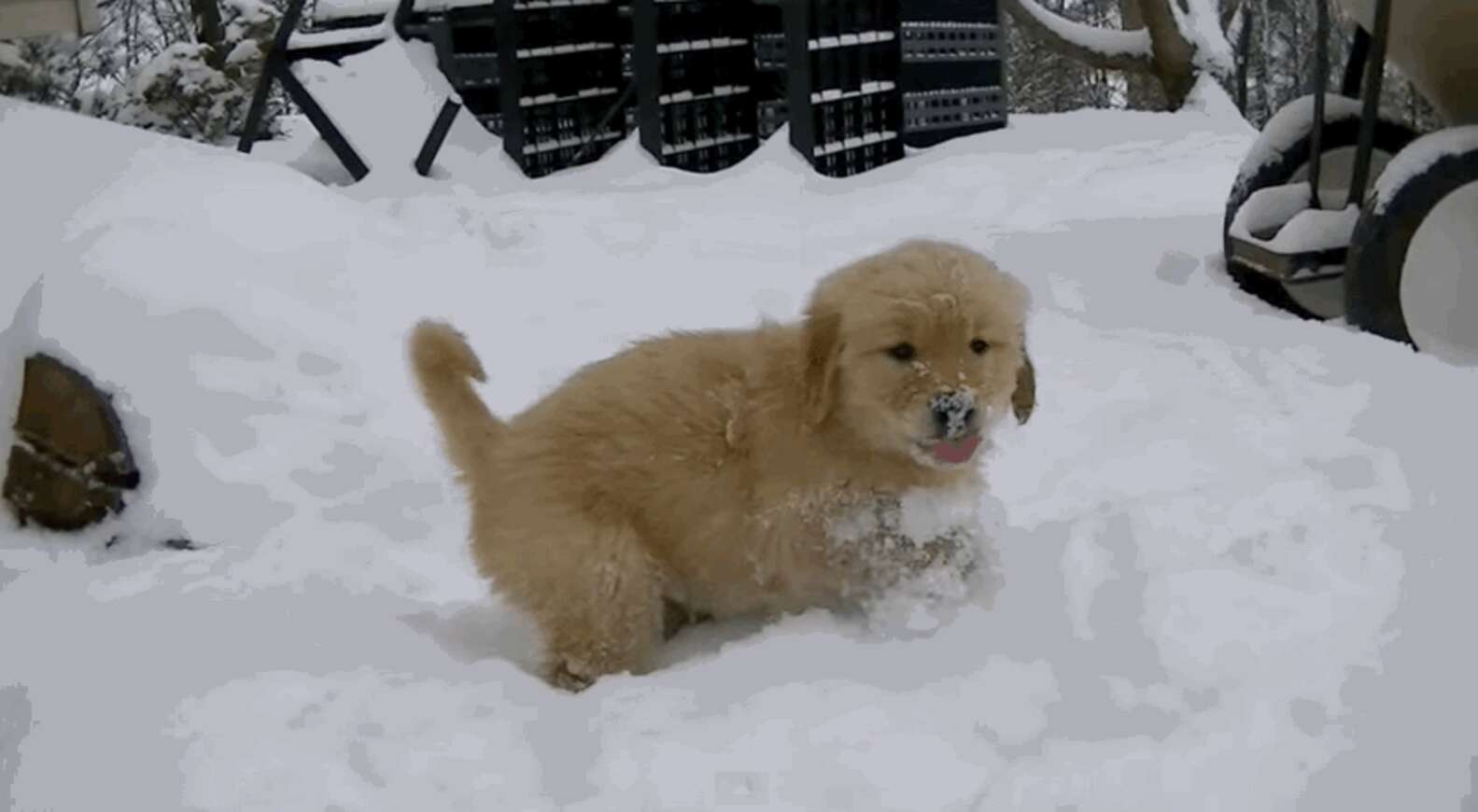 15 Puppies Seeing Snow For The First Time Will Warm Your Cold Winter ...