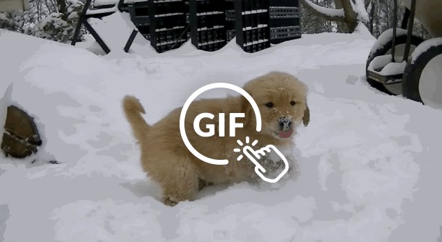 15 Puppies Seeing Snow For The First Time Will Warm Your Cold Winter 