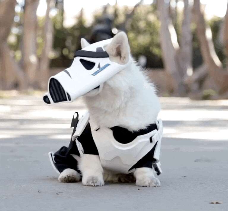 Woman Spent Hundreds Of Hours To Build The Perfect Dog Costume The Dodo