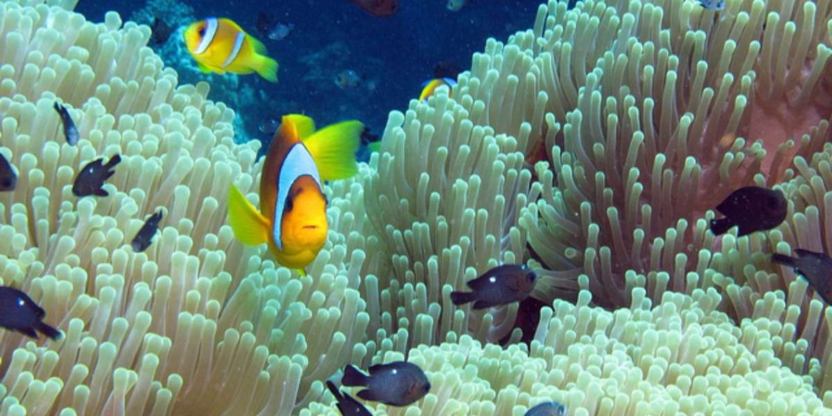 What Coral Reefs Mean To The Future Of The Ocean - The Dodo