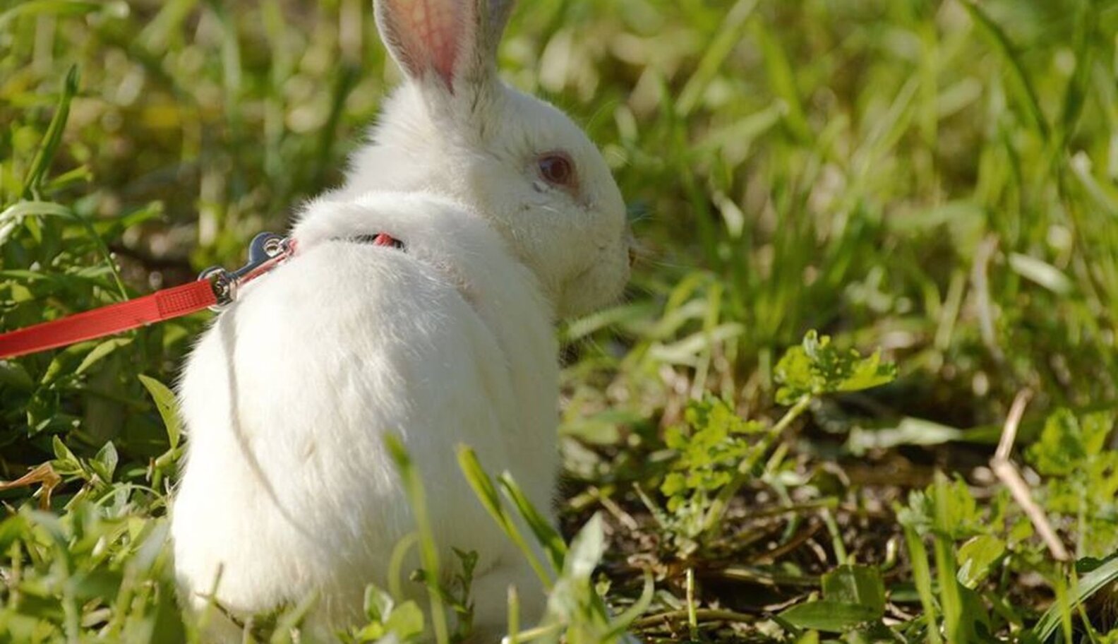 Rabbit Found Screaming After Escape From Meat Farm Gets Loving New Home ...