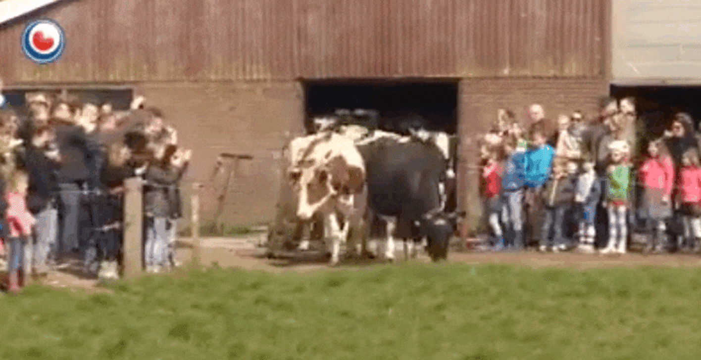Cows Flip Out Like Puppies When They're Let Outside - The Dodo