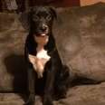 MISSING/STOLEN    Have You Seen Tequila?  Please Call Maribel (405) 430-3132   She is a labrador retriever i11 months old and she is black with white on her chest and she is very friendly .   Last Seen Near: Around 164th and Vandiver in piedmont. She was 