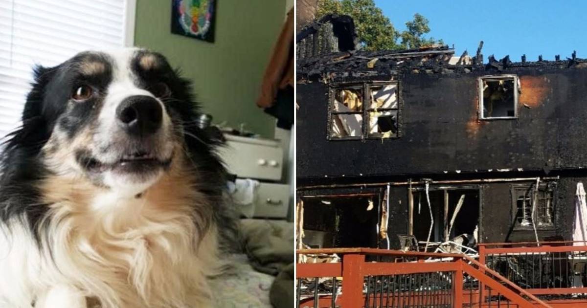 Man Shares A Heartwarming Story About How His Dog Saved His House From  Burning Down