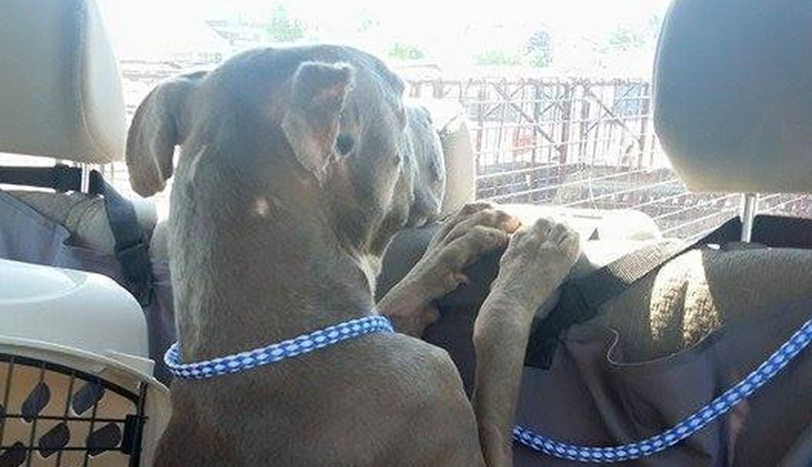 Dogs Who Spent 7 Months In A Basement Go Outside For The First Time