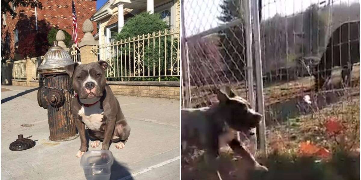 Dog Tied To Fire Hydrant In New York Learns To Be A Dog - The Dodo