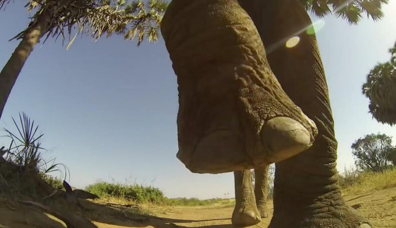 GoPro vs. Elephant Showdown Produces Dramatic Footage - The Dodo