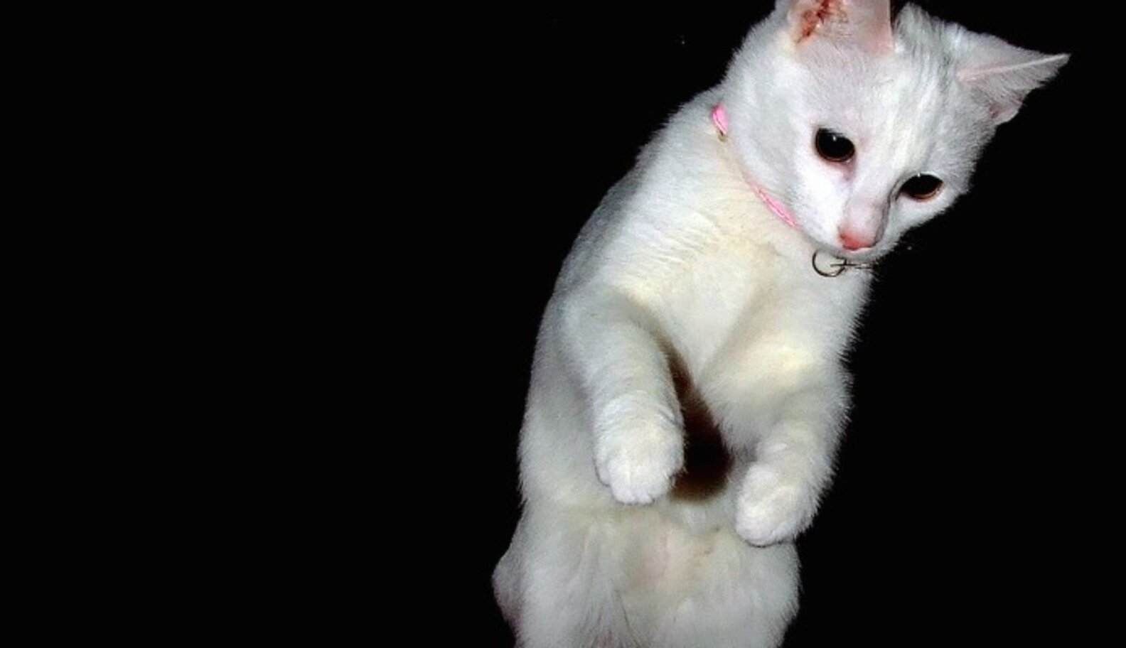 Big Cats Aren't The Natural Born Killers We Think They Are - The Dodo