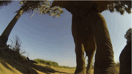 GoPro vs. Elephant Showdown Produces Dramatic Footage - The Dodo