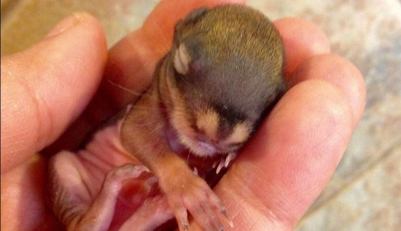 This Is HANDS DOWN The Tiniest Sweetest Baby Squirrel We've Ever Seen ...