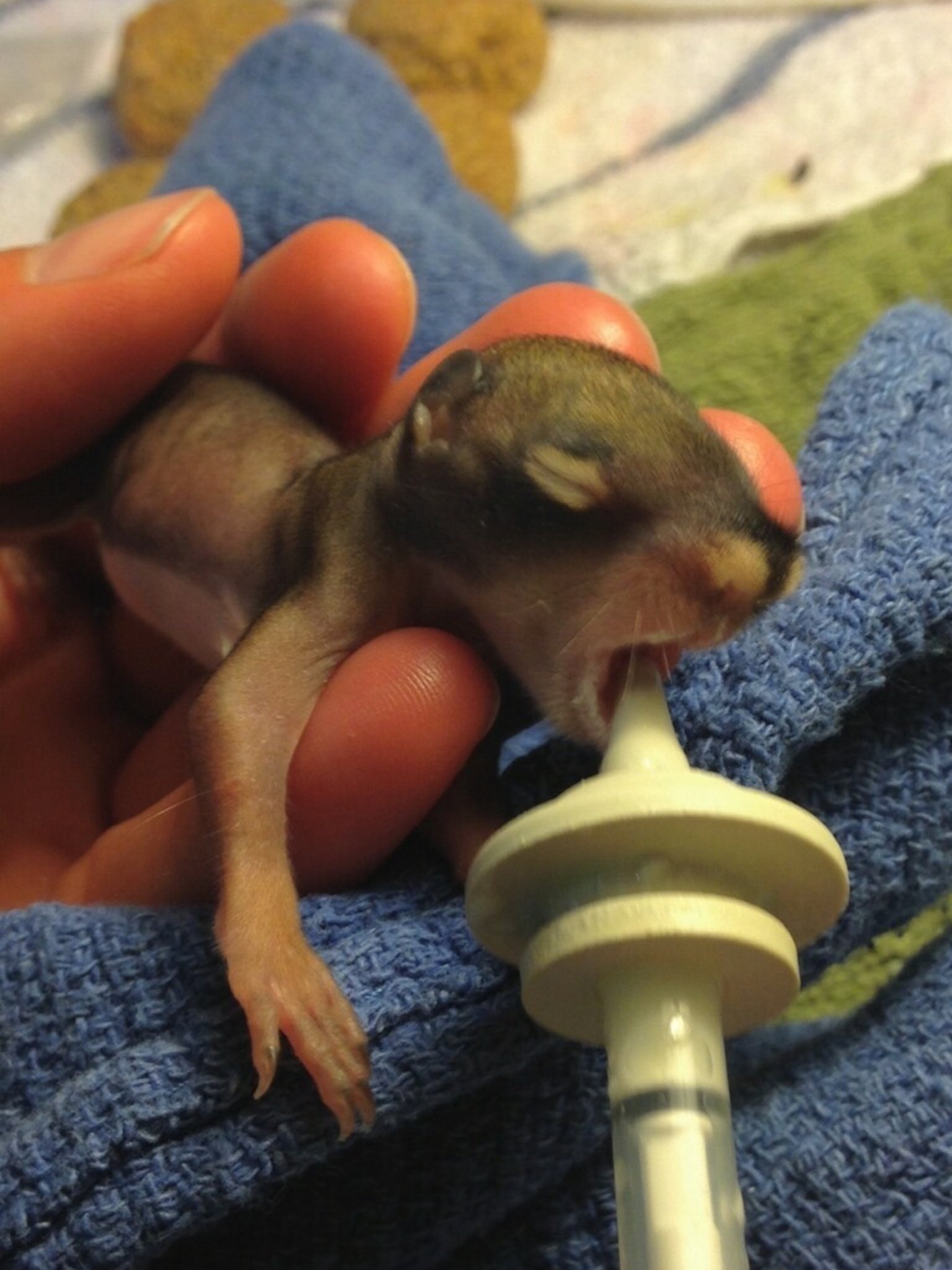 This Is HANDS DOWN The Tiniest Sweetest Baby Squirrel We've Ever Seen