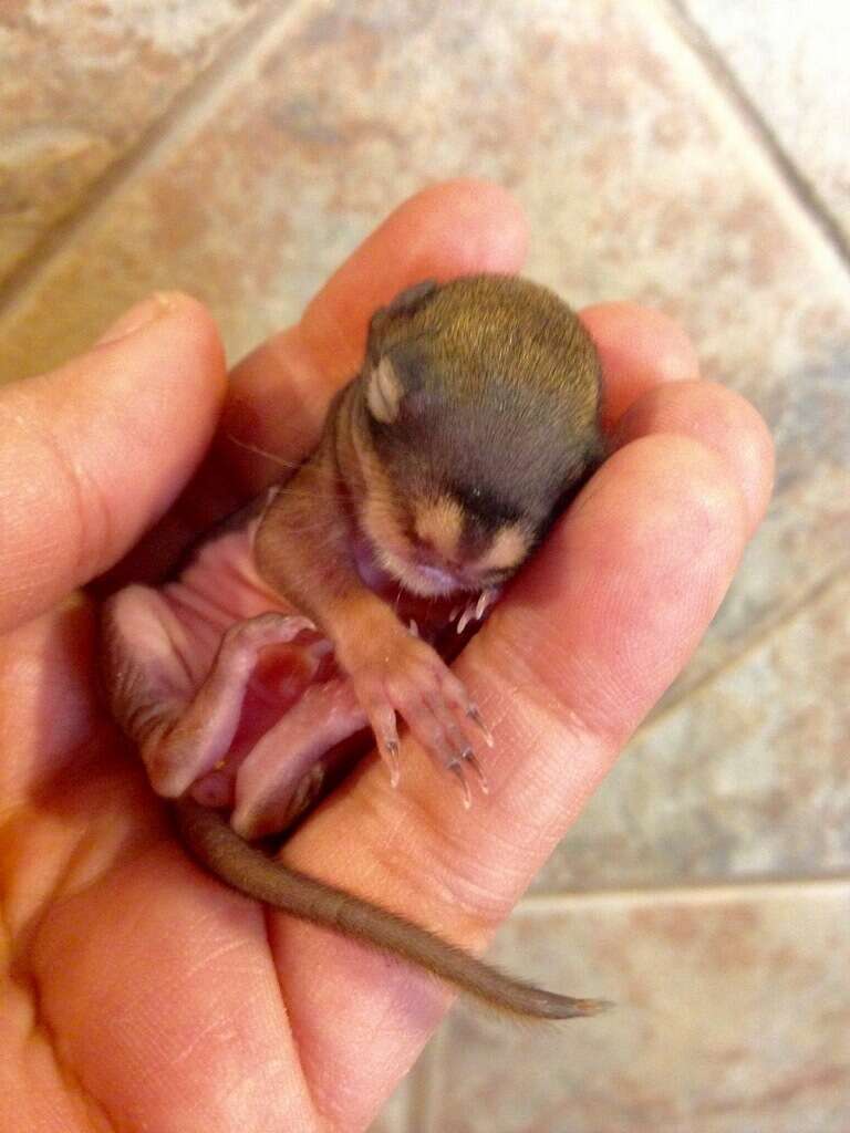 This Is HANDS DOWN The Tiniest Sweetest Baby Squirrel We've Ever Seen ...