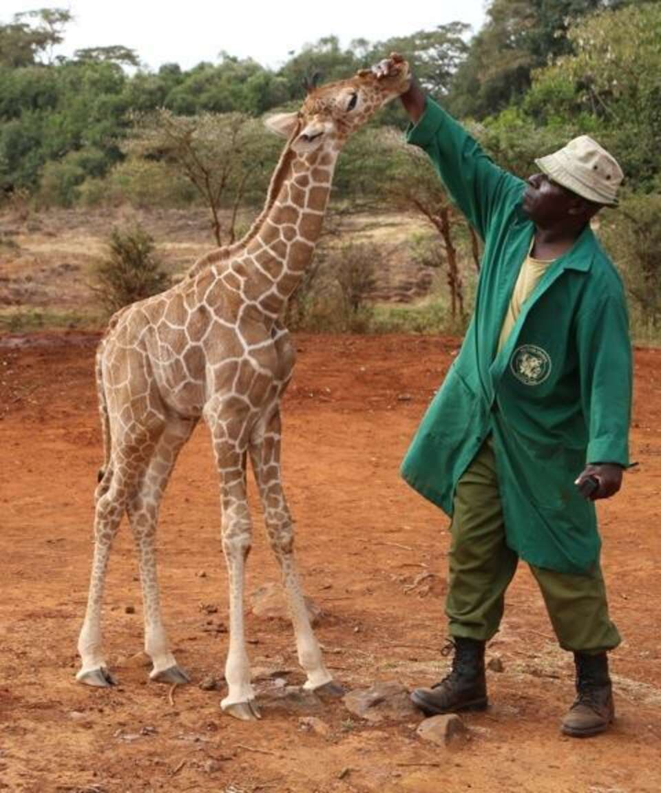 Baby Giraffe Who Lost His Family Snuggles Up To His Rescuers - The Dodo