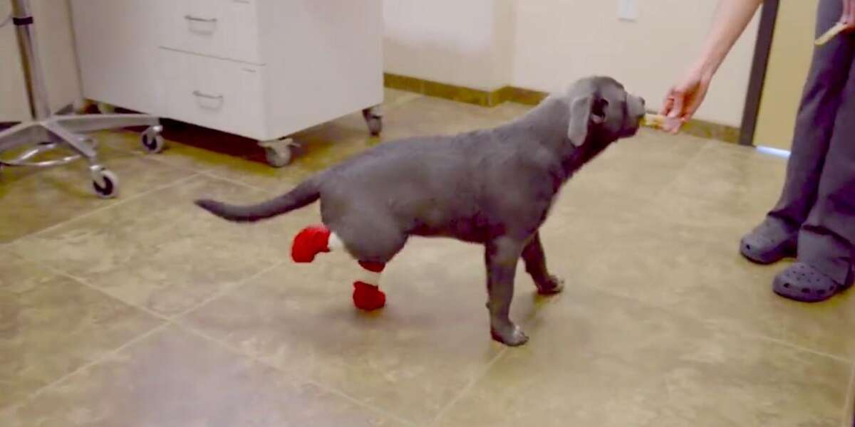 Puppy With No Back Feet Gets Red Boots Instead The Dodo