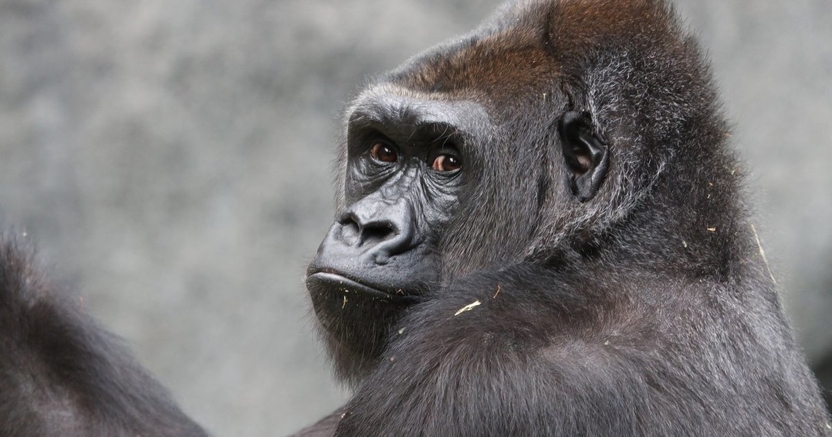 Zoo Gorillas Find Comfort In Listening To 