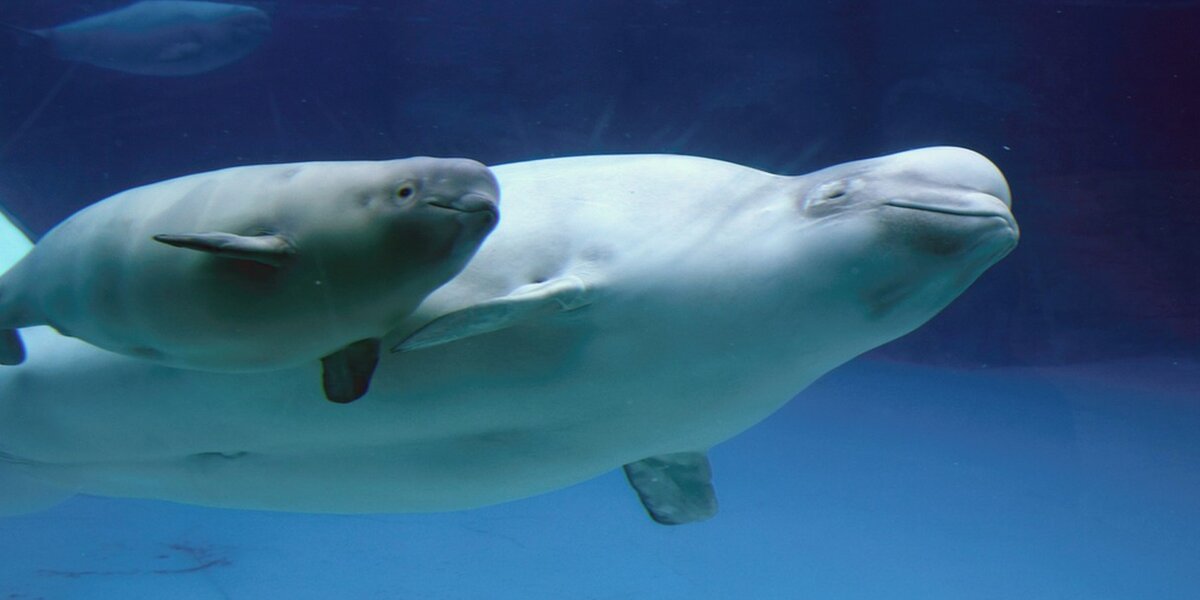 Endangered Belugas Force Devastating Oil Project To Stop - The Dodo