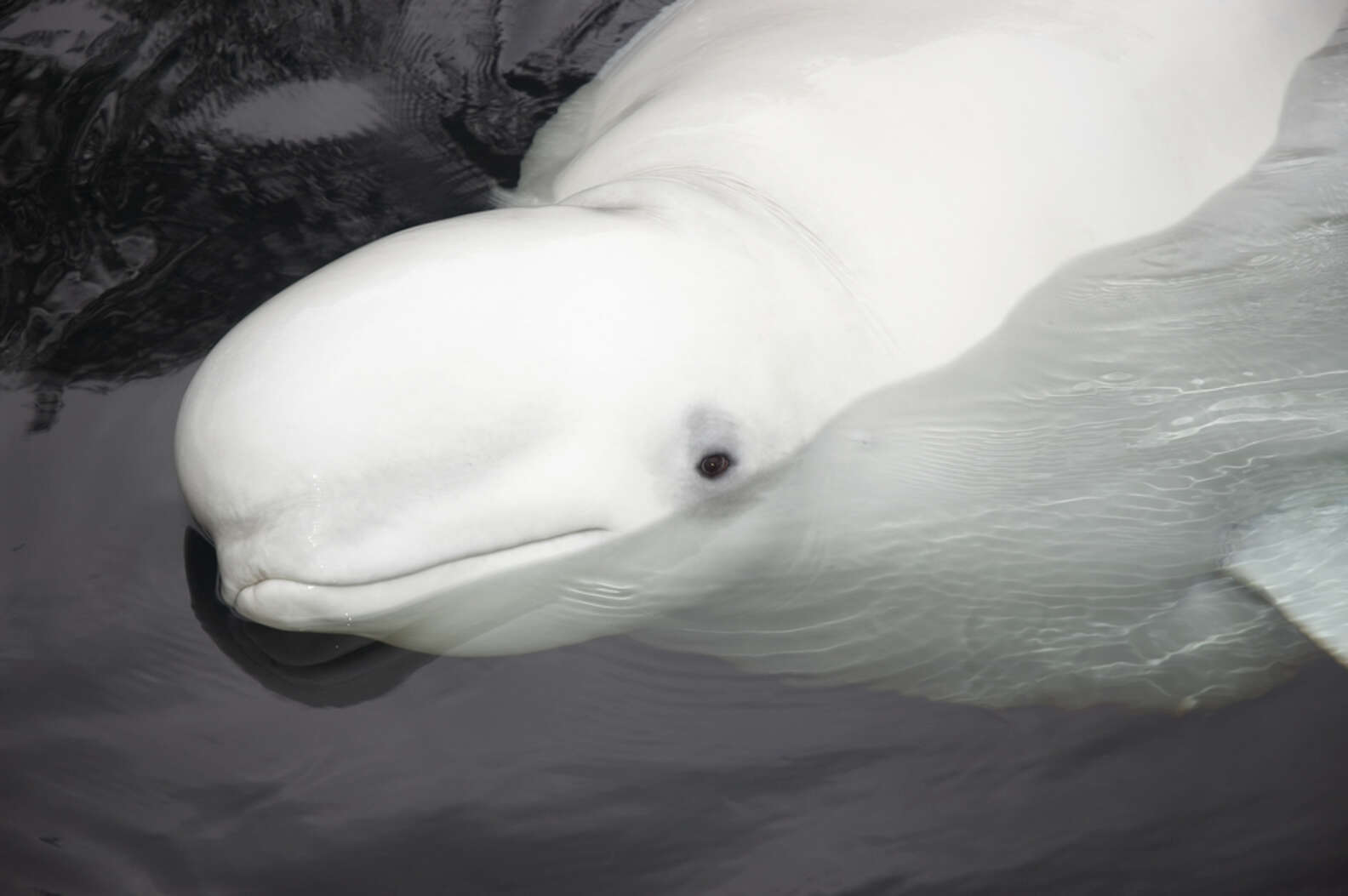 Beluga whale head squishy