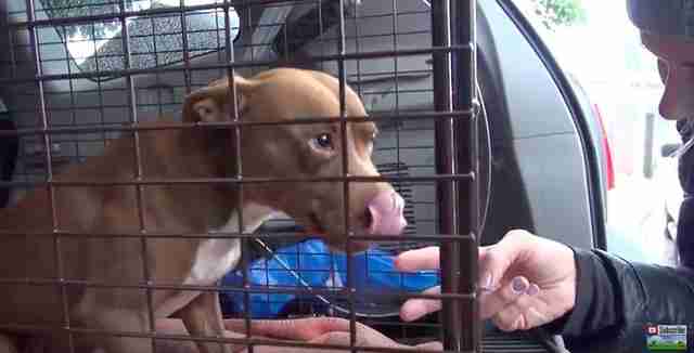 Homeless Pit Bull Couldn't Stop Shaking — Until Someone Finally Pet Her ...