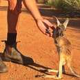 Orphaned Kangaroo LOVES Holding Hands With His New 'Mum'