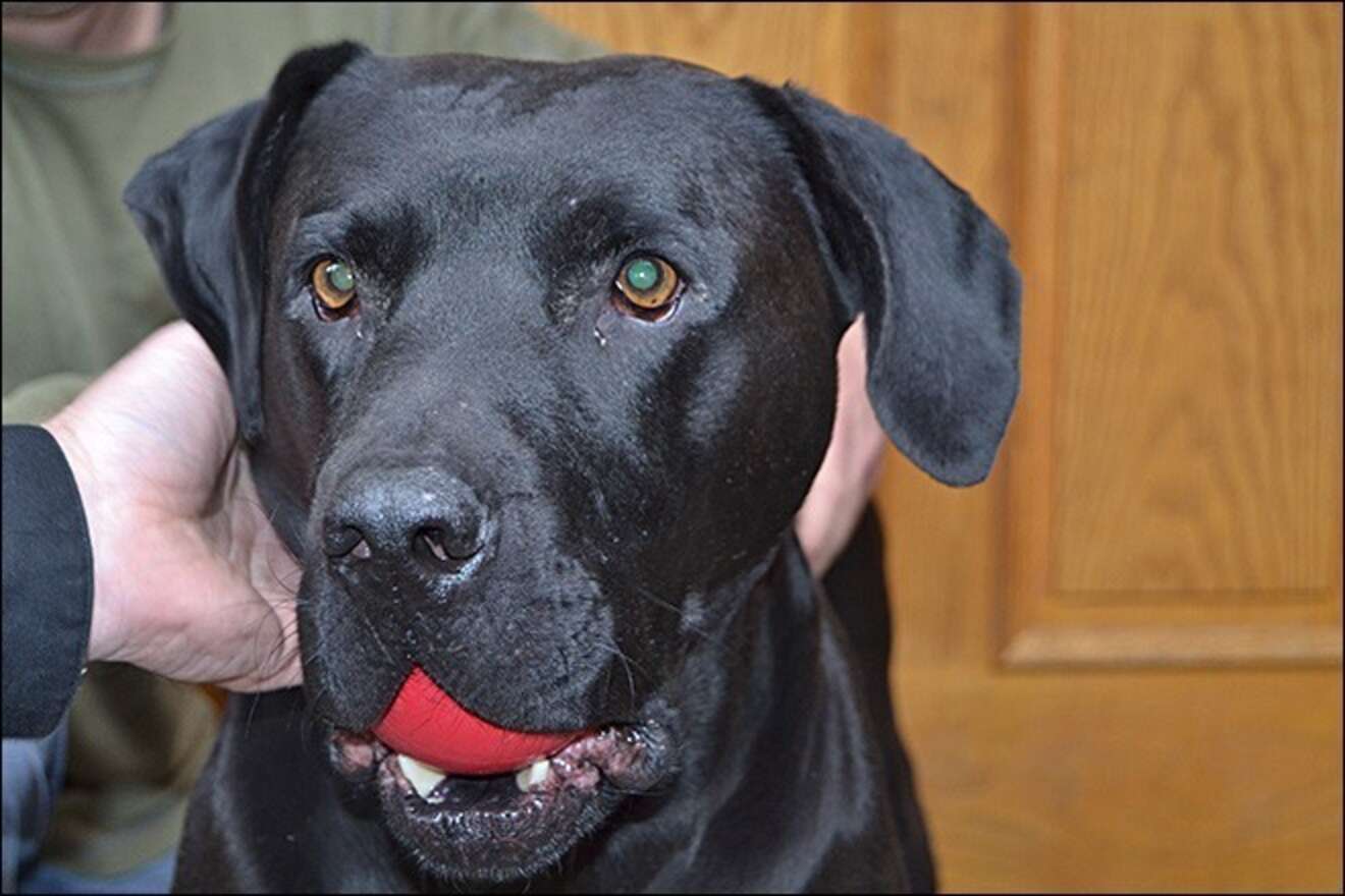 Black Lab Rescued After 5 Days Trapped In Ravine The Dodo