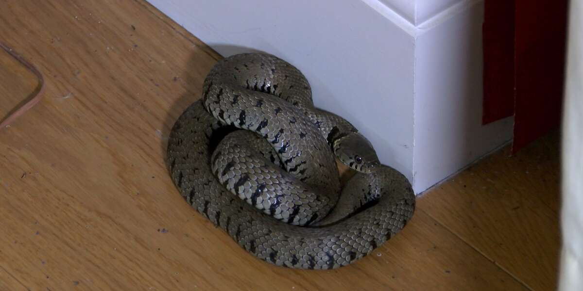 Snake Enters House For Nap And Homeowners Handle It Perfectly - The Dodo