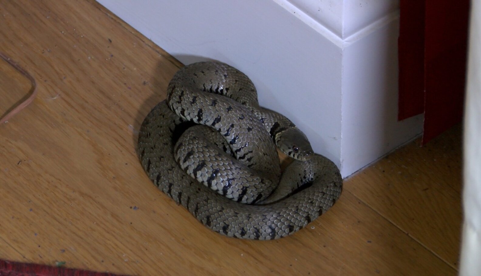 Snake Enters House For Nap And Homeowners Handle It Perfectly The Dodo