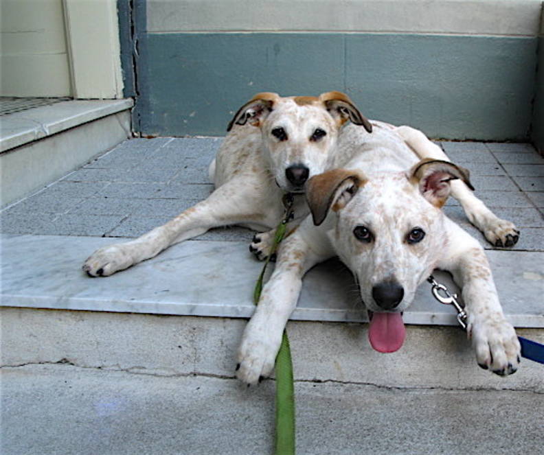 Do Dogs Remember Their Puppies After They Re Separated The Dodo