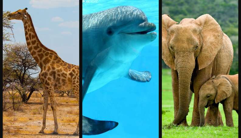 What Type of Animals are Dolphins And Elephants  