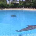 I just signed the #MGMDolphinBan Petition