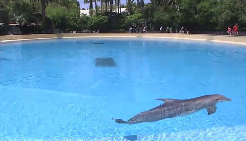 Where to Swim with Dolphins in Las Vegas