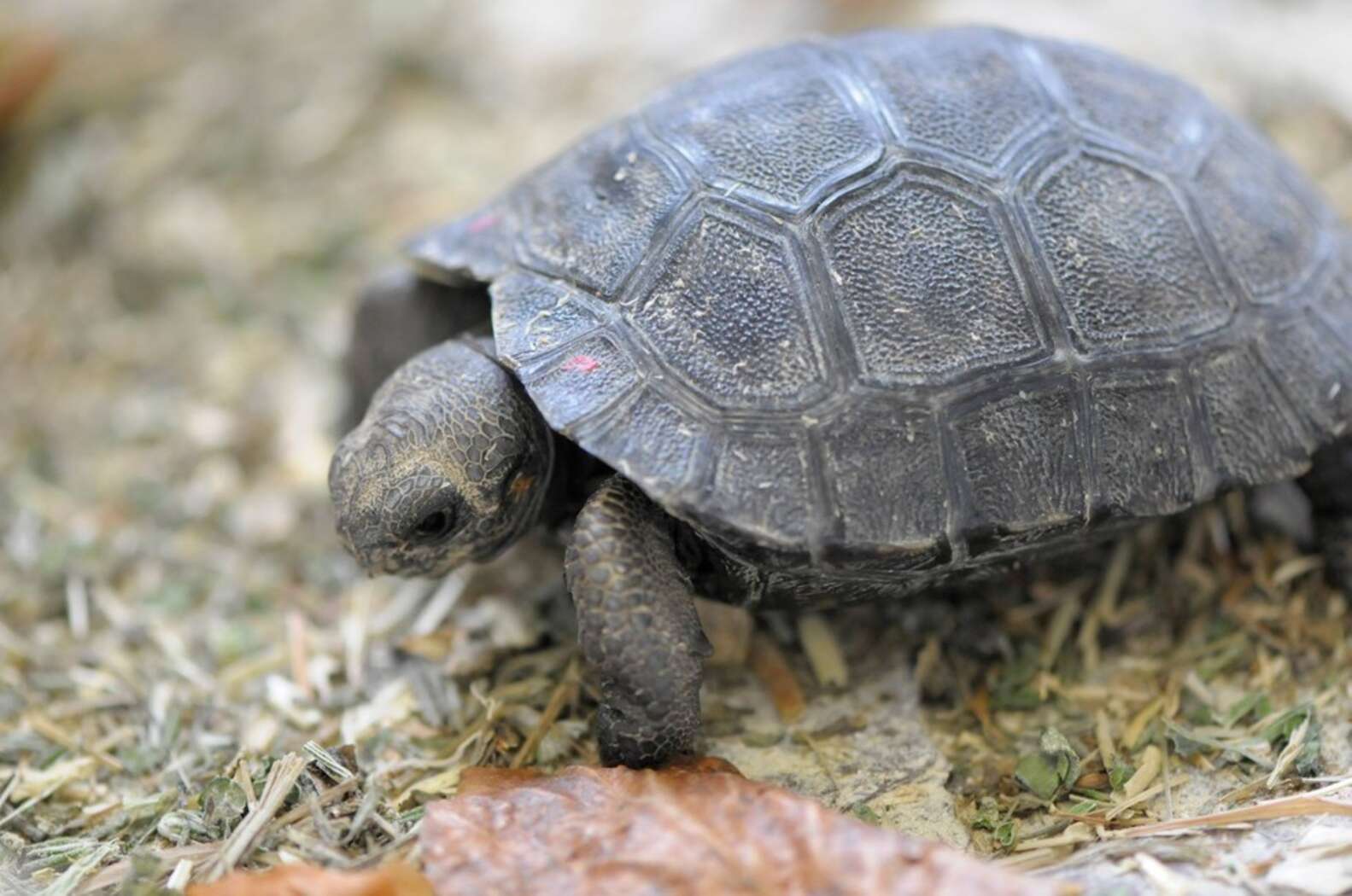 80-Year-Old Tortoise Mom Gives Birth To Nine Tiny Babies - The Dodo