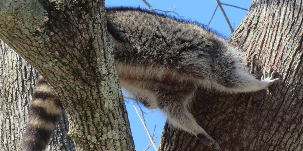 Chubby Raccoon Rescued From A Rather Embarrassing Predicament - The Dodo