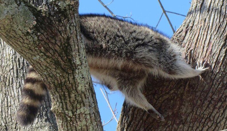 Chubby Raccoon Rescued From A Rather Embarrassing Predicament - The Dodo