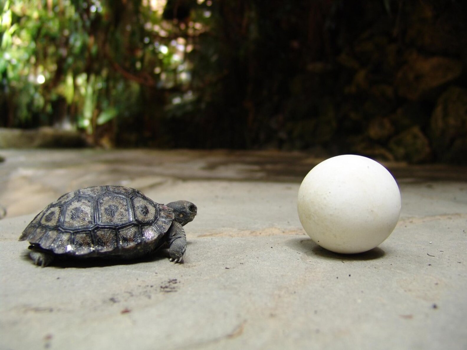 80-Year-Old Tortoise Mom Gives Birth To Nine Tiny Babies - The Dodo