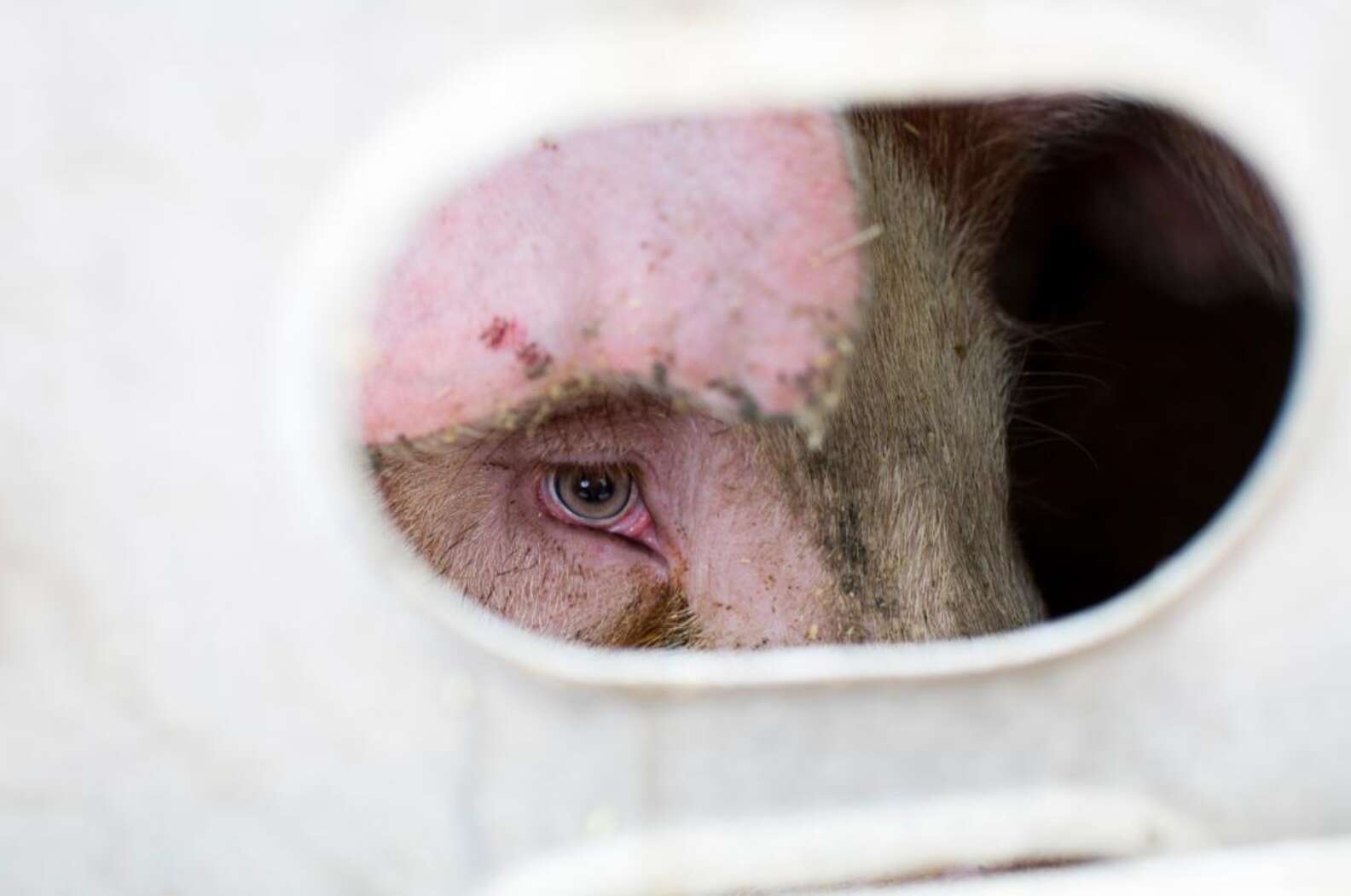 Staring Into The Eyes Of Pigs On Their Way To Slaughter The Dodo staring-into-the-eyes-of-pigs-on-their-way-to-slaughter-the-dodo