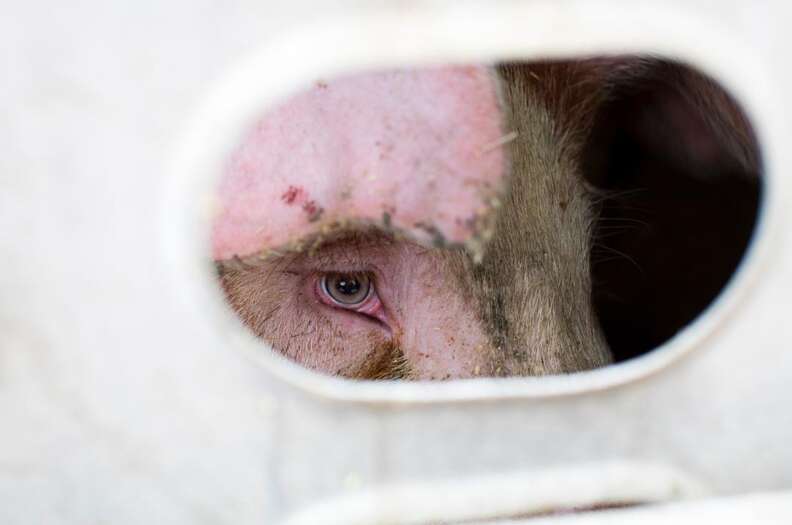Staring Into The Eyes Of Pigs On Their Way To Slaughter - The Dodo Staring Into The Eyes Of Pigs On Their Way To Slaughter - The Dodo