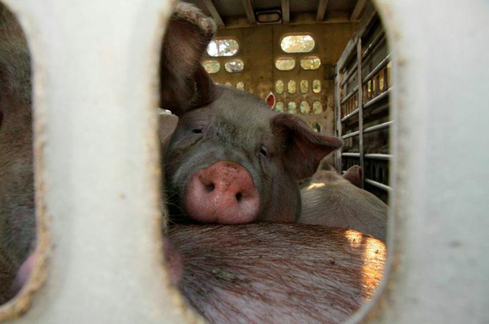 staring-into-the-eyes-of-pigs-on-their-way-to-slaughter-the-dodo