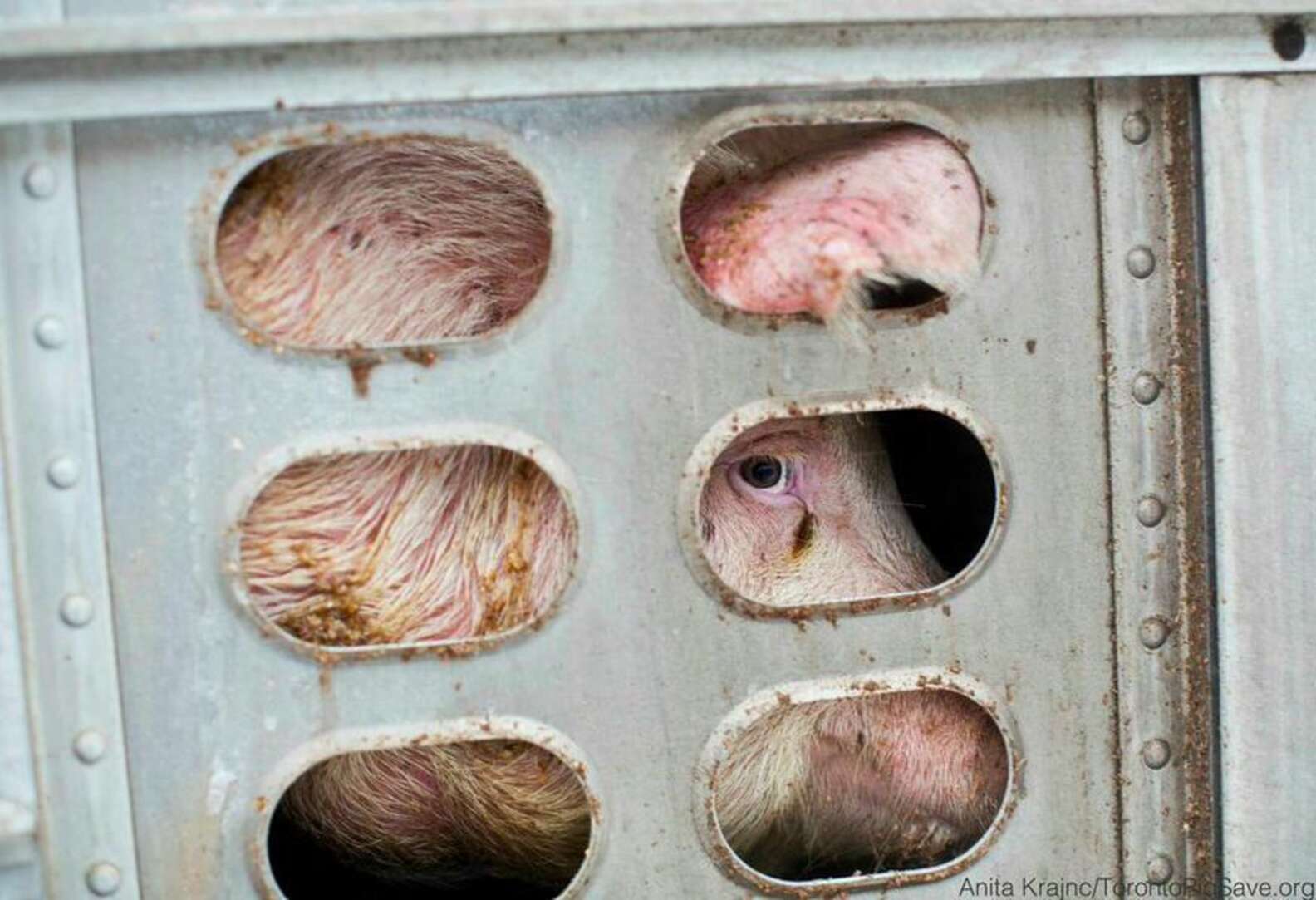 Staring Into The Eyes Of Pigs On Their Way To Slaughter The Dodo staring-into-the-eyes-of-pigs-on-their-way-to-slaughter-the-dodo