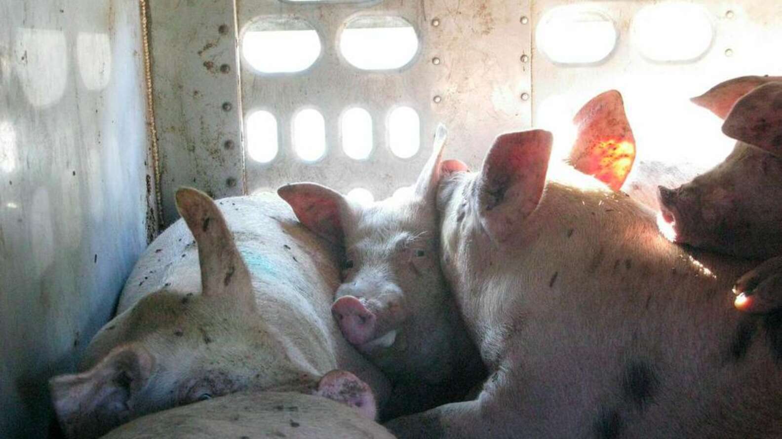 Staring Into The Eyes Of Pigs On Their Way To Slaughter The Dodo staring-into-the-eyes-of-pigs-on-their-way-to-slaughter-the-dodo