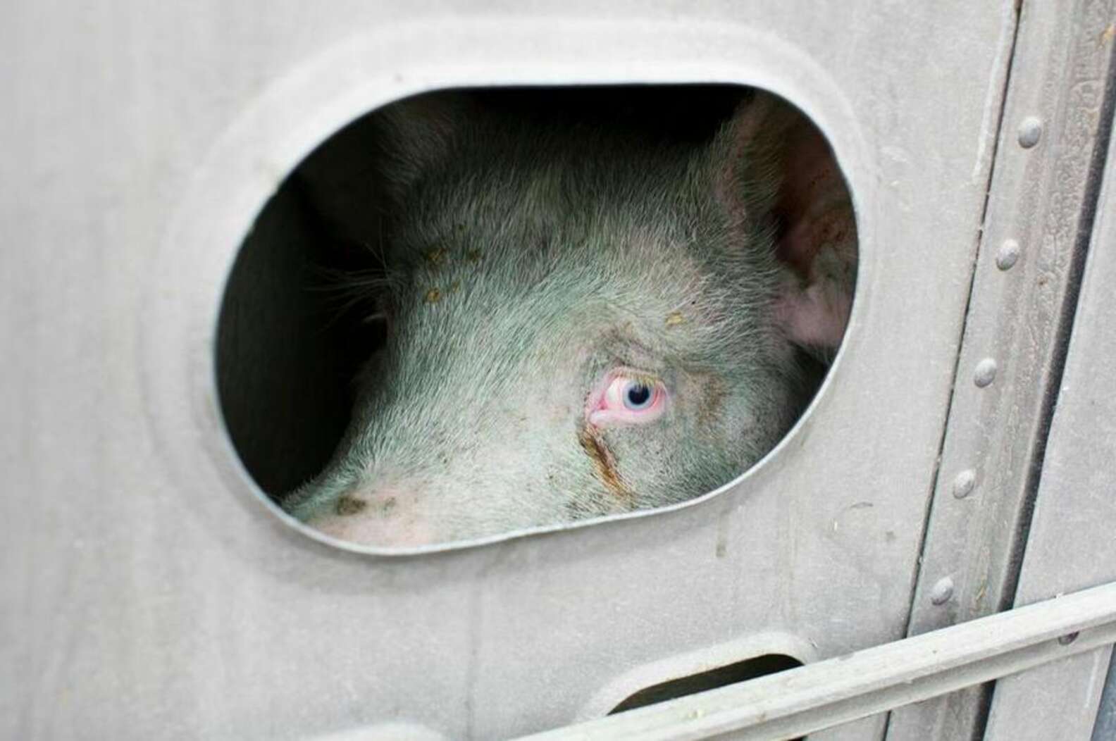 Staring Into The Eyes Of Pigs On Their Way To Slaughter The Dodo staring-into-the-eyes-of-pigs-on-their-way-to-slaughter-the-dodo