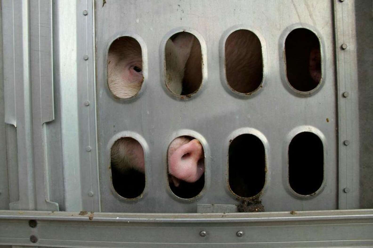 Staring Into The Eyes Of Pigs On Their Way To Slaughter The Dodo staring-into-the-eyes-of-pigs-on-their-way-to-slaughter-the-dodo