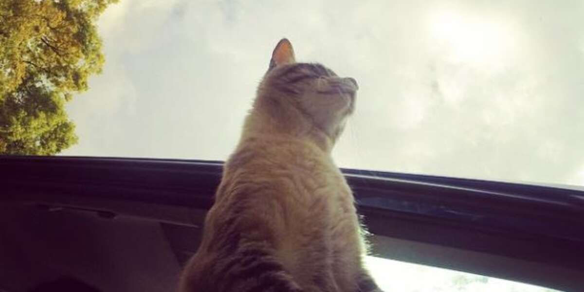 Poonchic The Car Riding Cat - The Dodo