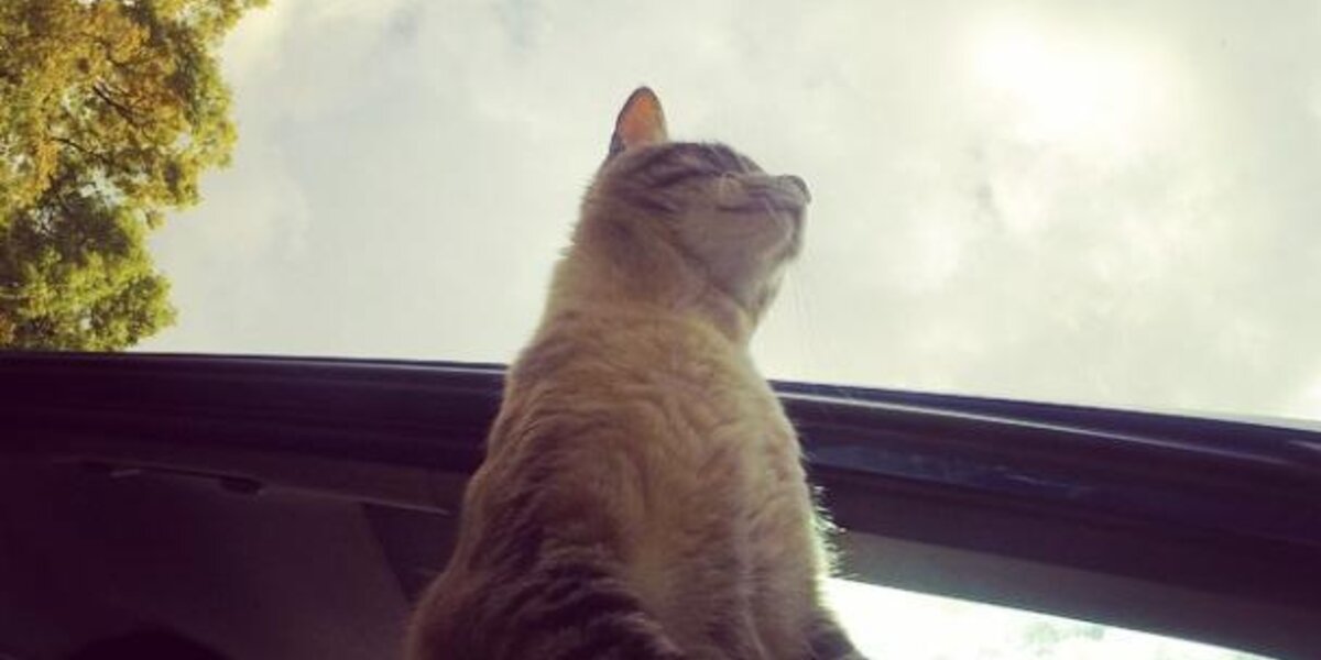 Cat Riding Vehical Poonchic The Car Riding Cat - The Dodo