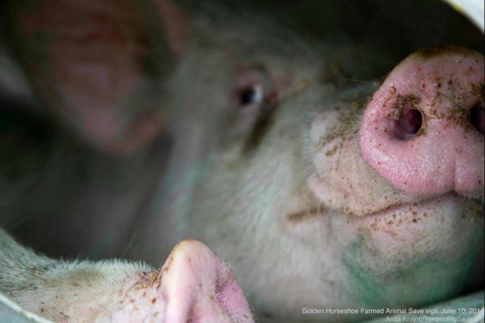Staring Into The Eyes Of Pigs On Their Way To Slaughter The Dodo staring-into-the-eyes-of-pigs-on-their-way-to-slaughter-the-dodo