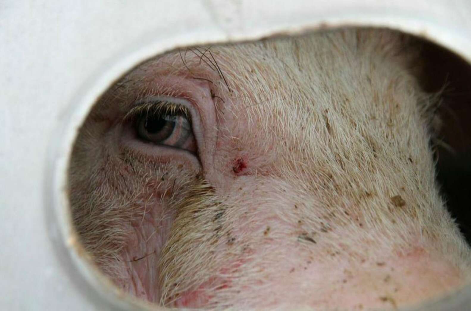 Staring Into The Eyes Of Pigs On Their Way To Slaughter The Dodo staring-into-the-eyes-of-pigs-on-their-way-to-slaughter-the-dodo