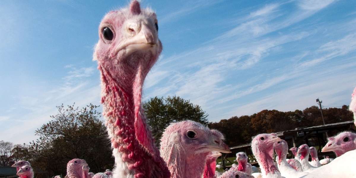 The Real Reason A Horrific Avian Flu Is Killing The Country's Turkeys ...